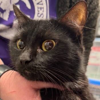 Domestic Short Hair Cats Available for Adoption - Jessa | PetCurious