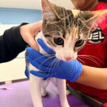 Domestic Short Hair Cats Available for Adoption in Indianapolis, Indiana - Cookie | PetCurious