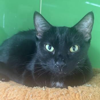 Percy -  Domestic Short Hair Cat for Adoption in Nashville, Tennessee - Percy | PetCurious