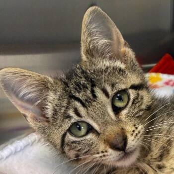 Swift -  Domestic Short Hair Cat for Adoption in Ottawa, Kansas - Swift | PetCurious