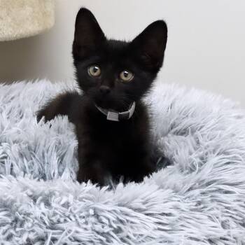 Binx -  Domestic Short Hair Cat for Adoption in Syosset, New York - Binx | PetCurious