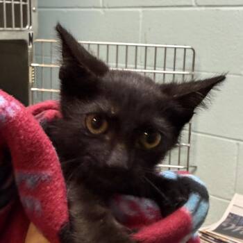 Echo -  Domestic Short Hair Cat for Adoption in Jacksonville, Arkansas - Echo | PetCurious