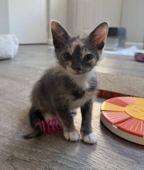 Babycakes -  Calico Cat for Adoption in San Jose, California - Babycakes | PetCurious