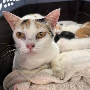 Mama Luna -  Domestic Short Hair Cat Available for Adoption in Valdosta, Georgia - Mama Luna | PetCurious