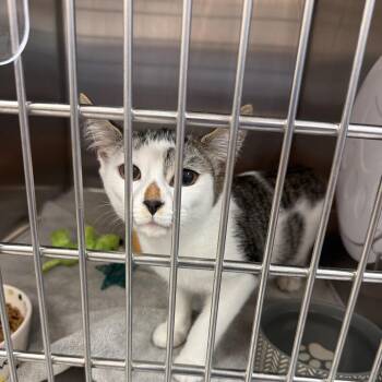 0915-C26 -  Domestic Short Hair Cat for Adoption in Port Charlotte, Florida - 0915-C26 | PetCurious
