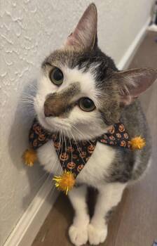 Rescue Domestic Short Hair Cats for Adoption in Meeker, Oklahoma - Gary | PetCurious