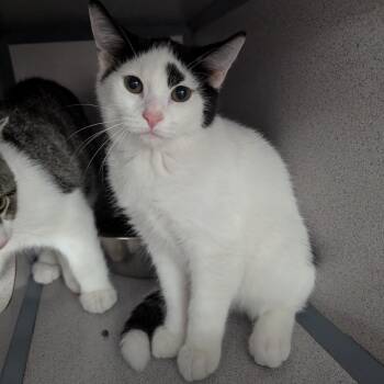 Sherbert -  Domestic Short Hair Cat for Adoption in Evansville, Indiana - Sherbert | PetCurious