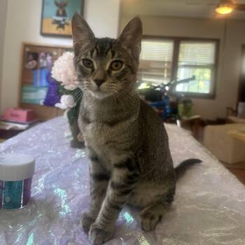 MJ -  Domestic Short Hair Cat for Adoption in Dickson, Tennessee - MJ | PetCurious
