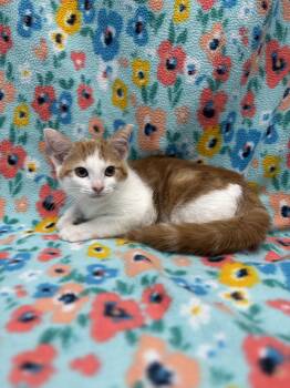 Rescue Domestic Short Hair Cats for Adoption in Bear, Delaware - Brazil | PetCurious