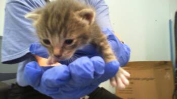 TUVOK -  Domestic Short Hair Cat for Adoption in Charlotte, North Carolina - TUVOK | PetCurious