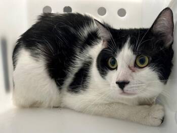 Domestic Short Hair Cats Available for Adoption - Spot | PetCurious