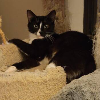 Domestic Short Hair Cats Available for Adoption in Orlando, Florida - Grace | PetCurious