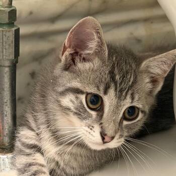Fawn - Hamden Mama kitten -  Domestic Short Hair Cat for Adoption in Westport, Connecticut - Fawn - Hamden Mama Kitten | PetCurious