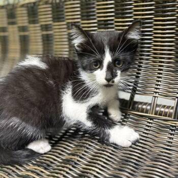 Bang -  Domestic Short Hair Cat for Adoption in Jackson, Michigan - Bang | PetCurious