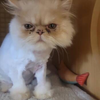 Niagara -  Persian Cat for Adoption - Niagara | PetCurious