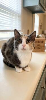 Kitty Purry -  Domestic Short Hair Cat for Adoption in Pulaski, Tennessee - Kitty Purry | PetCurious
