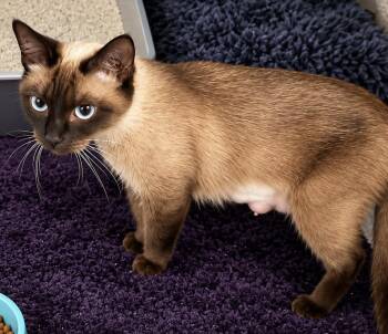 Alina -  Siamese Cat for Adoption in Rio Linda, California - Alina | PetCurious
