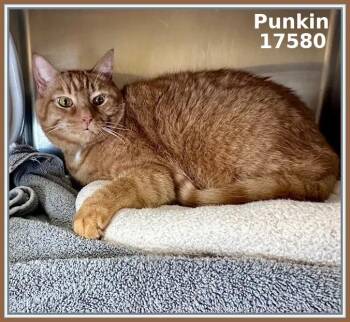 Domestic Short Hair and Tabby Cats Available for Adoption - PUNKIN | PetCurious