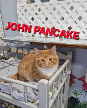 Domestic Long Hair Cats Available for Adoption in Rome, Georgia - John Pancake | PetCurious