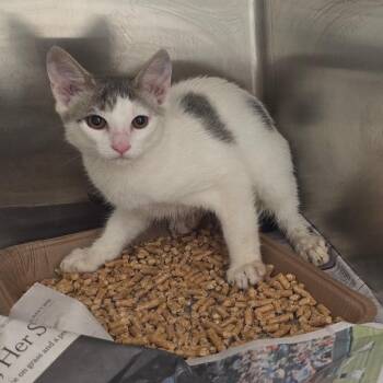Felix -  Domestic Short Hair Cat for Adoption in Chattanooga, Tennessee - Felix | PetCurious