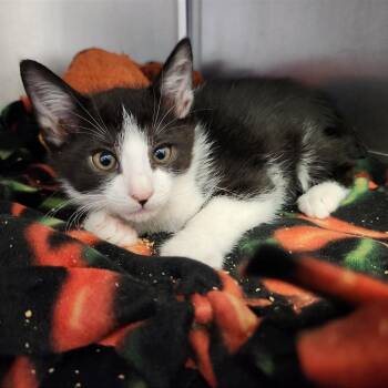 Liam -  Domestic Short Hair Cat Available for Adoption - Liam | PetCurious