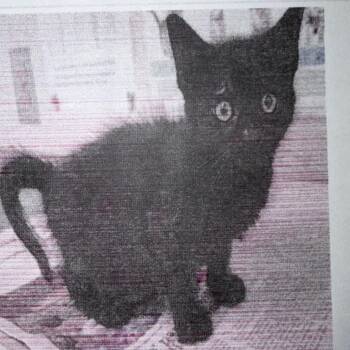 Lane -  Domestic Short Hair Cat for Adoption in San Antonio, Texas - Lane | PetCurious