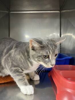 Rescue Domestic Short Hair Cats for Adoption in Killeen, Texas - FLEECE | PetCurious