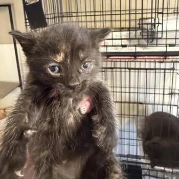 Marina -  Domestic Short Hair Cat Available for Adoption in Pennsville Township, New Jersey - Marina | PetCurious