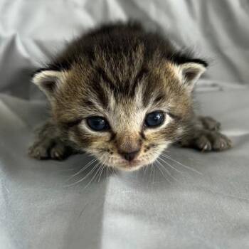 Domestic Short Hair Cats Available for Adoption in Kansas City, Missouri - Levi | PetCurious