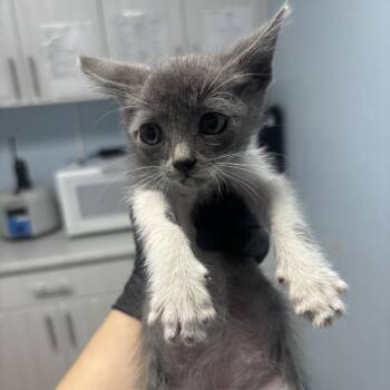Cheerio -  Domestic Short Hair Cat for Adoption in Riverside, California - Cheerio | PetCurious