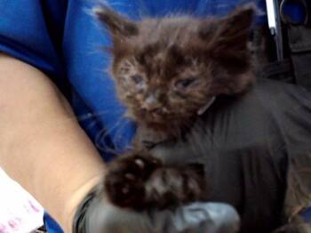 Domestic Medium Hair Cats Available for Adoption in Martinez, California - A1047415 | PetCurious
