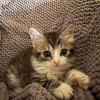 Morgan -  Domestic Short Hair Cat for Adoption in Cumming, Georgia - Morgan | PetCurious