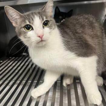 Laguna -  Domestic Short Hair Cat for Adoption in Redwood City, California - Laguna | PetCurious