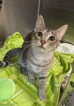 Domestic Short Hair Cats Available for Adoption in Houghton Lake, Michigan - Daffodil | PetCurious