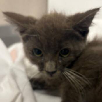 Flapjack -  Domestic Short Hair Cat for Adoption in Yuma, Arizona - Flapjack | PetCurious
