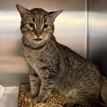 Rescue Domestic Short Hair Cats for Adoption in New York, New York - Ray | PetCurious