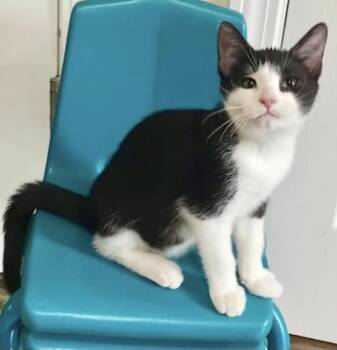 Potato -  Domestic Short Hair Cat for Adoption in Belchertown, Massachusetts - Potato | PetCurious