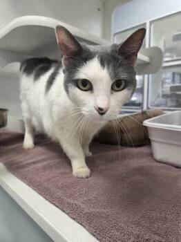 Domestic Short Hair Cats Available for Adoption - Daisey | PetCurious