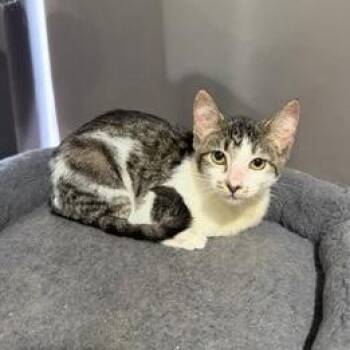 Waffles -  Domestic Short Hair Cat for Adoption in Rochester, Minnesota - Waffles | PetCurious
