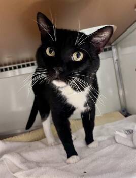 FRED -  Domestic Short Hair Cat for Adoption in San Francisco, California - FRED | PetCurious