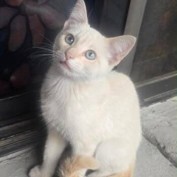 Pickles -  Siamese and Domestic Short Hair Cat for Adoption in Prescott, Arizona - Pickles | PetCurious