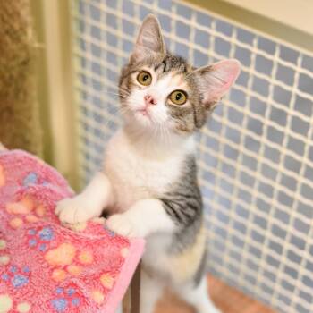 Violet Beauregarde -  Domestic Short Hair Cat for Adoption in Kailua-kona, Hawaii - Violet Beauregarde | PetCurious