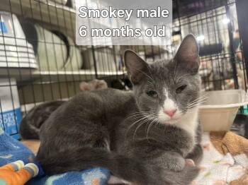 Smokey -  Domestic Short Hair Cat for Adoption in Deltona, Florida - Smokey | PetCurious