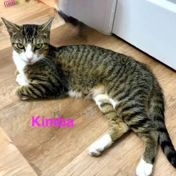 Kimba -  Domestic Short Hair Cat for Adoption in Jessup, Maryland - Kimba | PetCurious