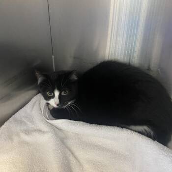 Domestic Short Hair Cats Available for Adoption - Abbot | PetCurious