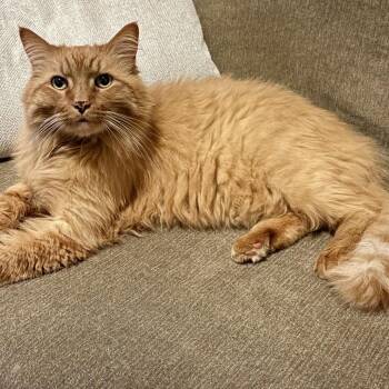 Domestic Medium Hair Cats Available for Adoption in Prosper, Texas - Simba | PetCurious