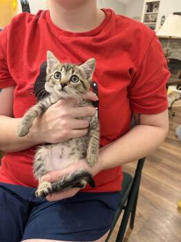 Midnight Margarita (Available for pre-adoption) -  Domestic Short Hair Cat for Adoption in Camden, South Carolina - Midnight Margarita (Available For Pre-adoption) | PetCurious