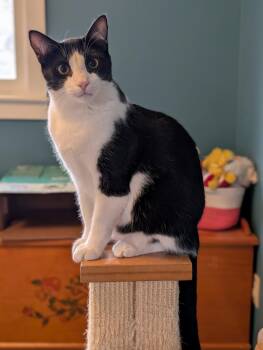 Domestic Short Hair Cats Available for Adoption in Kohler, Wisconsin - Miss Iris | PetCurious