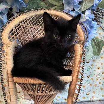 Dancing Queen -  Domestic Short Hair Cat for Adoption in Toms River, New Jersey - Dancing Queen | PetCurious