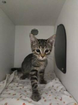 Figgy Pudding -  Domestic Short Hair Cat for Adoption in Savannah, Georgia - Figgy Pudding | PetCurious